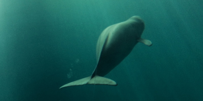 The future is still murky for the Yangtze finless porpoise (© WWF / Yi Qing)